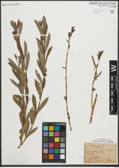 Foto von Salix purpurea L.